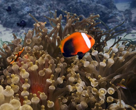 Red and Black Anemonefish (Amphiprion melanopus)