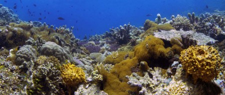 Reef Panorama