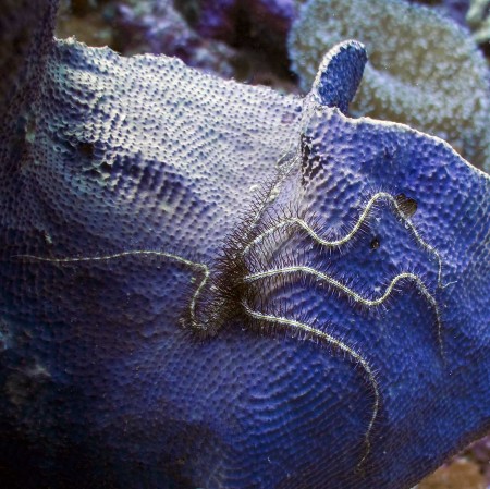 Brittle Star on an Elephant Ear Sponge