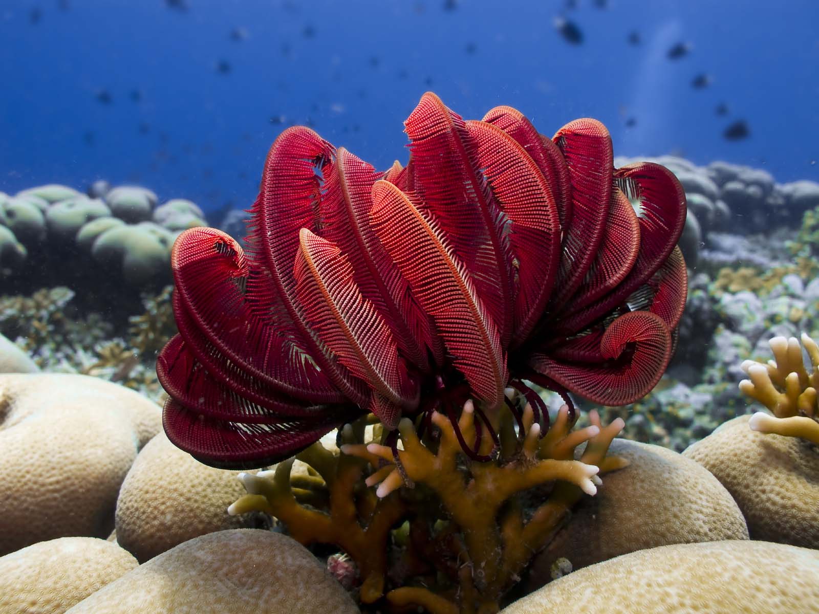 feather_star_IMG_2756.jpg