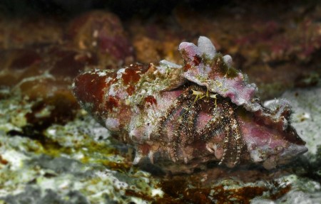 Hermit Crab - Dardanus sp.