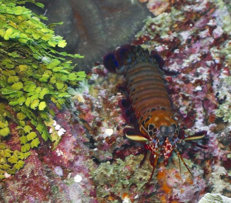 Mantis Shrimp (Odontodactylus scyallarus)
