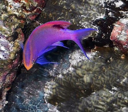 Purple Anthea male (Psudanthias tuka)