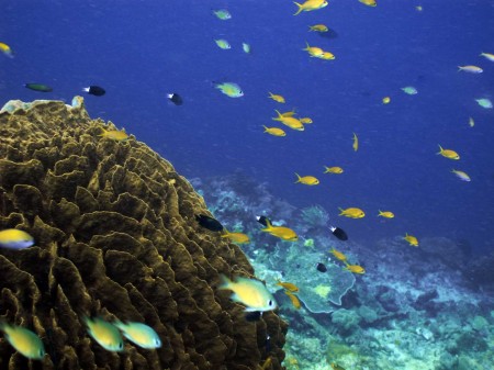 Barrel sponge and fish