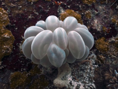 Bubble Coral (Plerogyra sinosa)