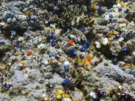 Christmas Tree Worms (Spirobranchus giganteus)