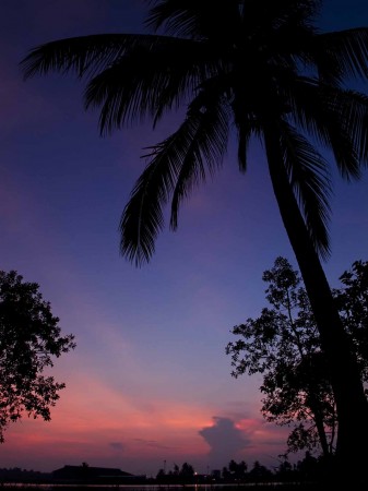 Cocount Sunrise