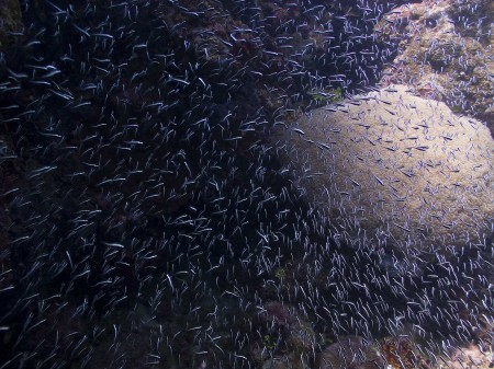 Fry - infant fish