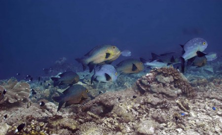 Midnight Snappers (Macolor macularis)