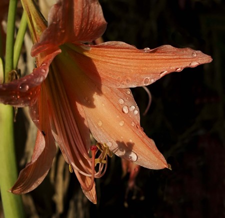 Orange lily with water drops
