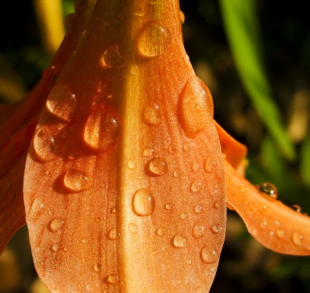 Orange lily with water drops