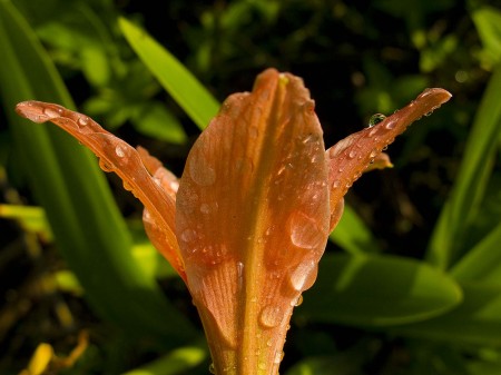 Orange lily with water drops