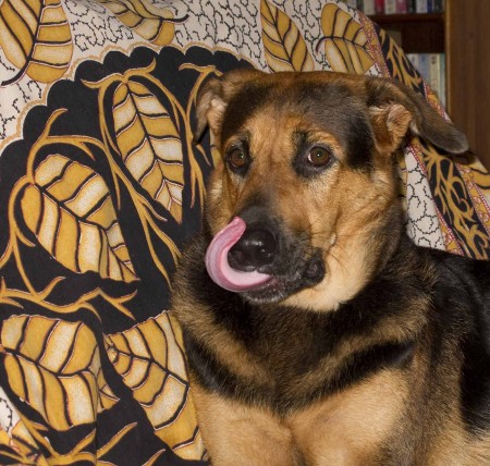Sheba's incredible tongue