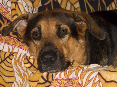 Sheba whining for attention
