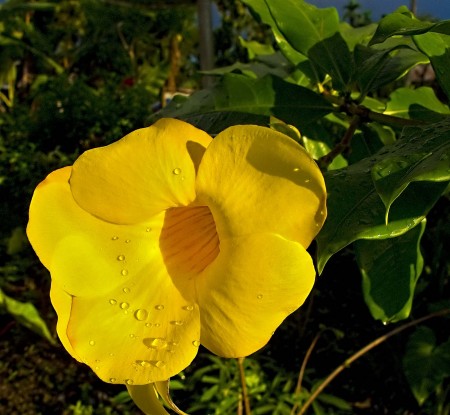 Yellow flower with water drops