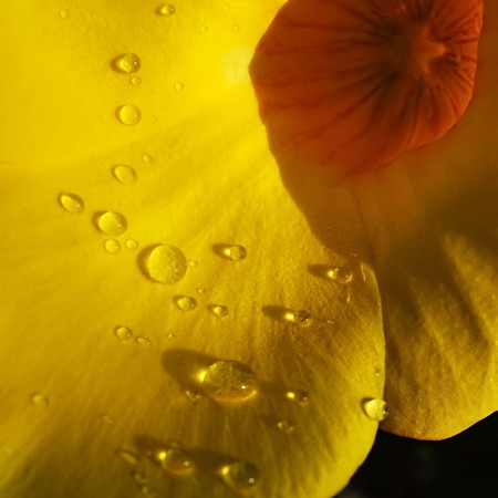 Yellow flower with water drops