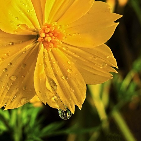 Yellow flower with water drops