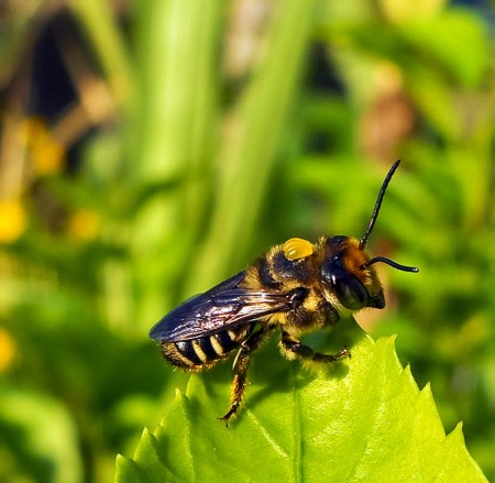 Resting bee