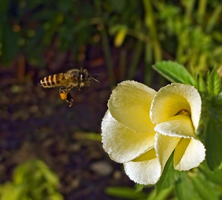 Bee heading for a hibiscus flower
