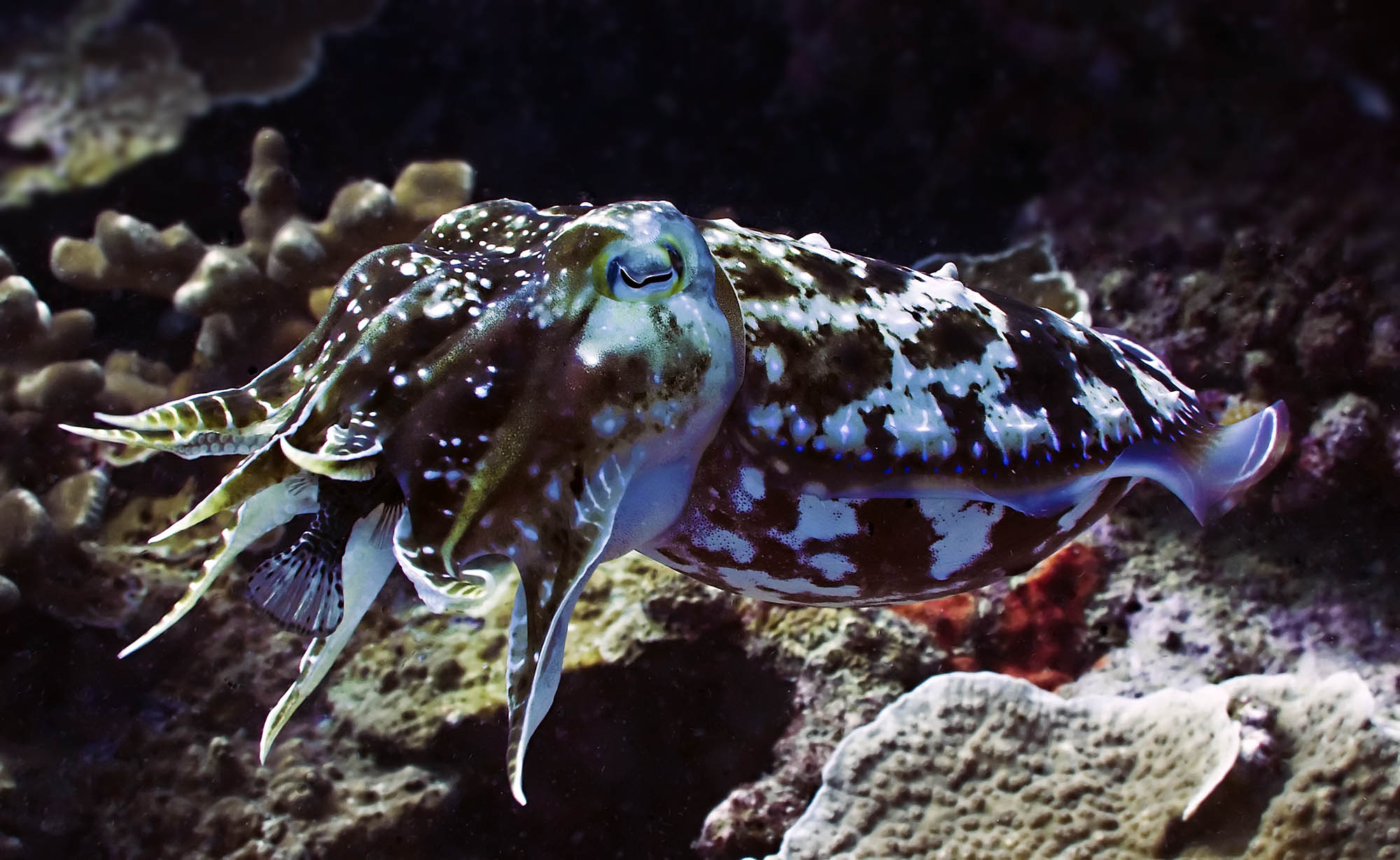 broadclub_cuttlefish_IMG_5608.jpg