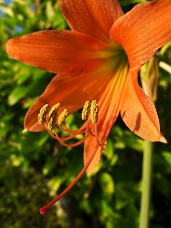 Orange lily