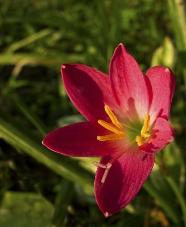 Red flower