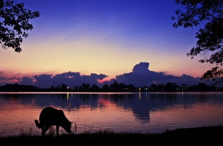 Sunrise with my dog, Sheba