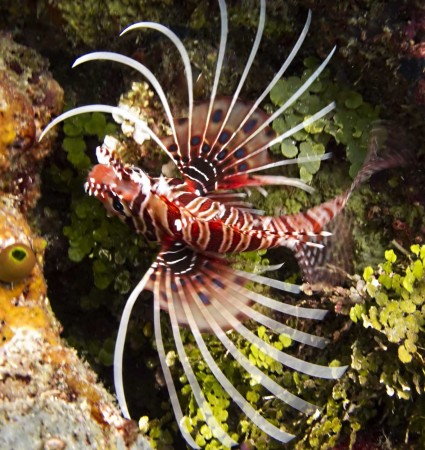 Spotfin Lionfish (Pterois antennata)