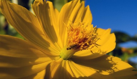 Yellow flower with fly
