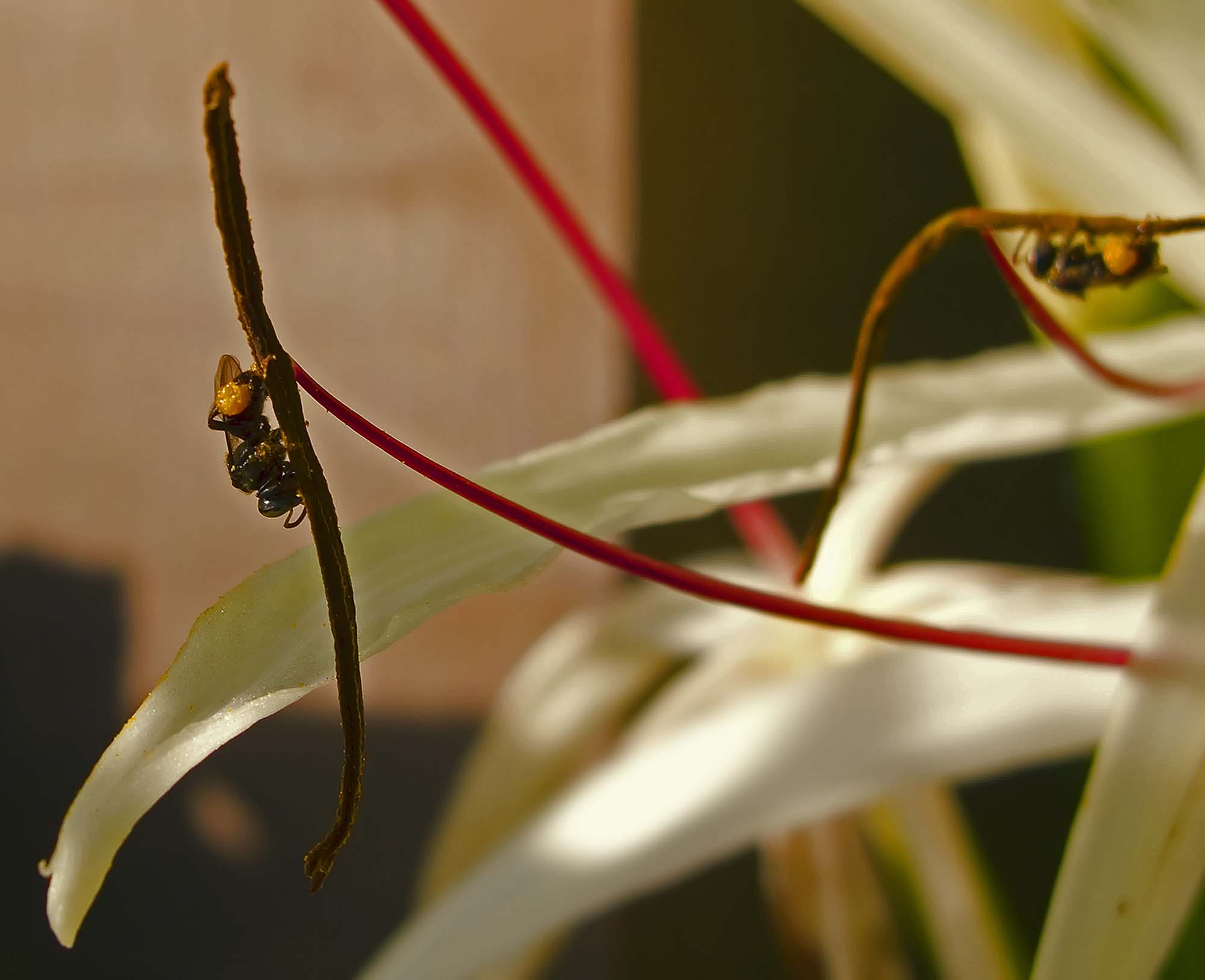 Orange Star Plant