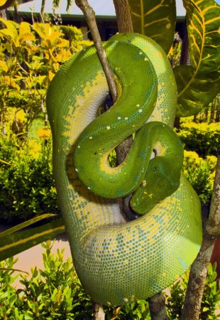 Green Tree Snake (Morelia viridis)