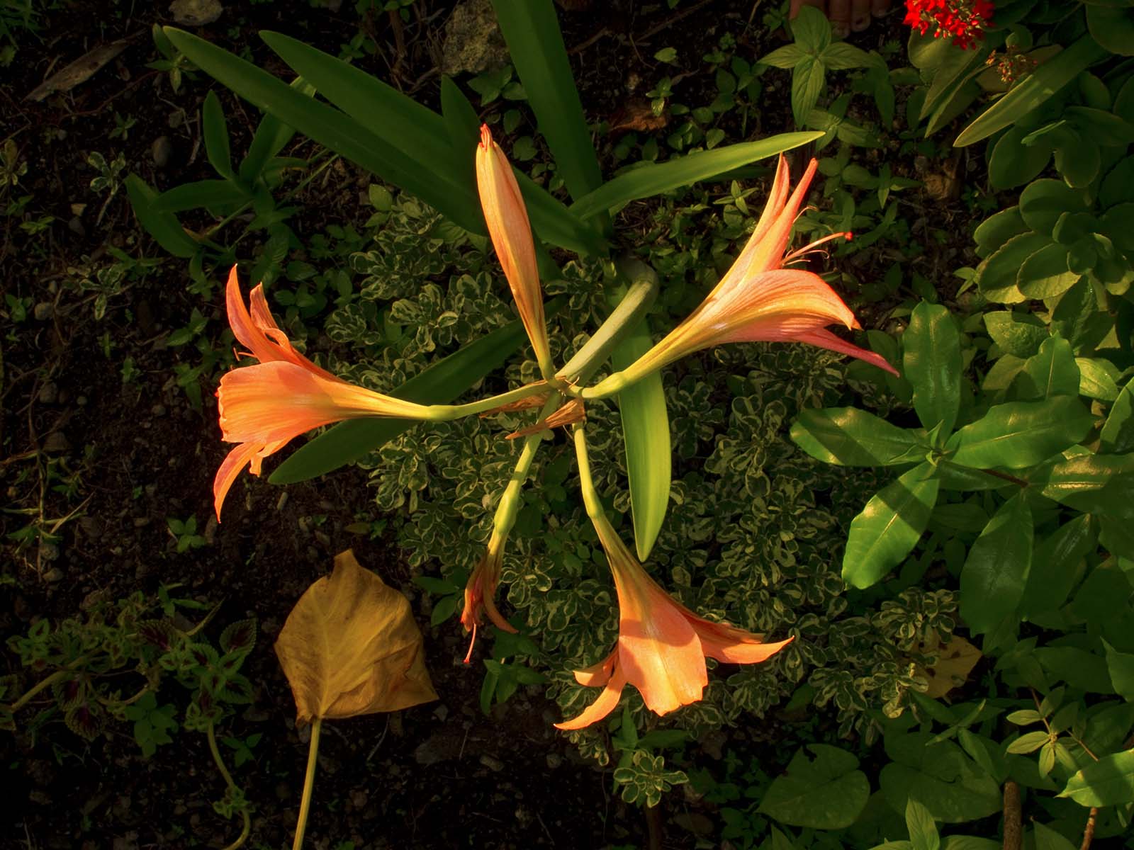We’ll get to the underwater shots after I show you our orange lilies 
