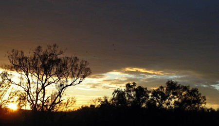 Four Black Cocatoos at sunrise at Mt. Beppo - Alison Raynor