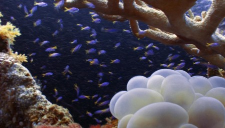 Bubble Coral (Plerogyra sinosa)