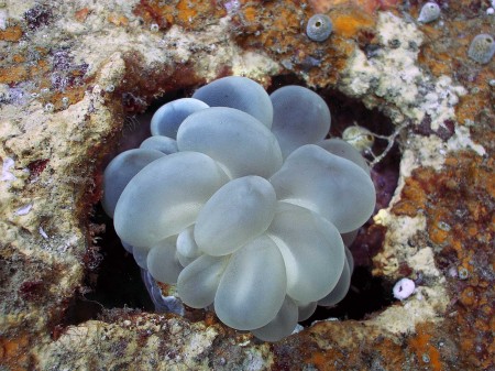 Bubble Coral (Plerogyra sinosa)
