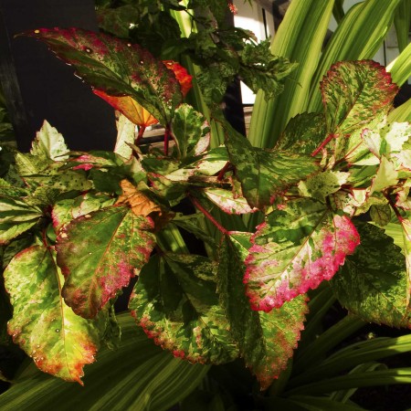 Colourful Hibiscus Leaves