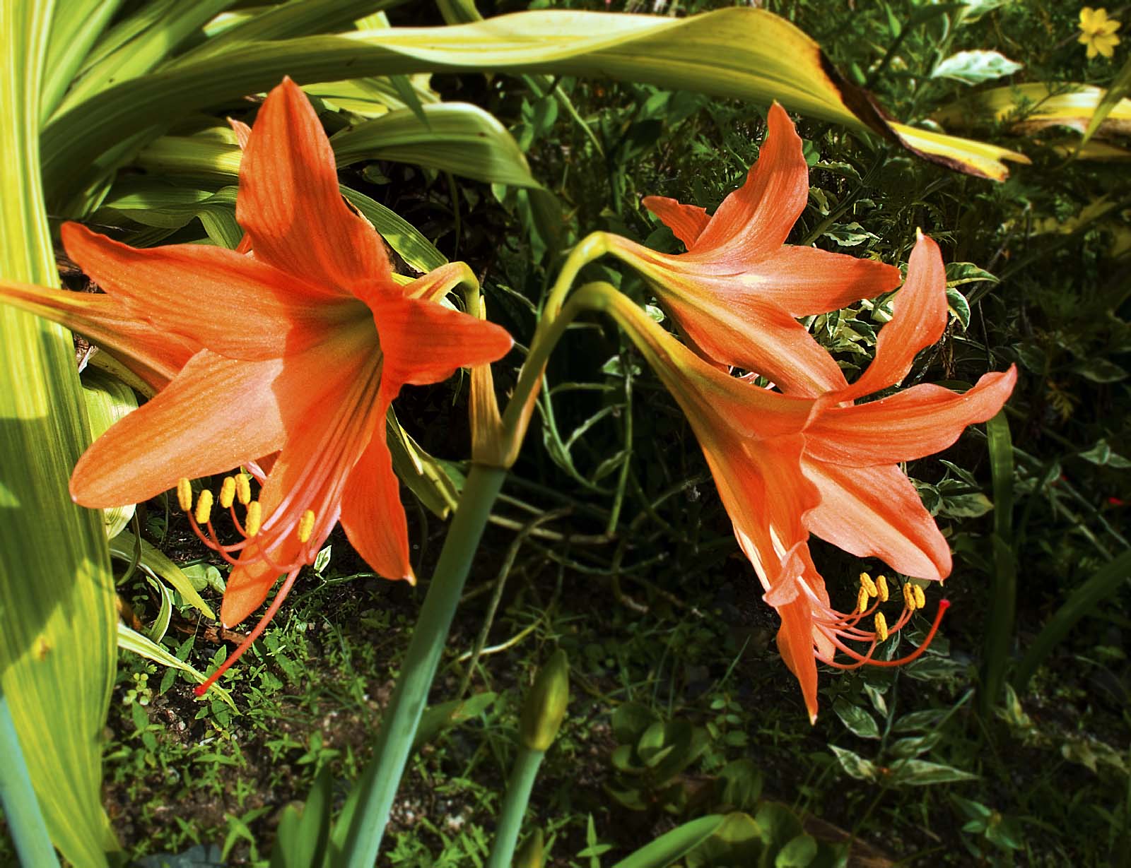 without the orange lilies