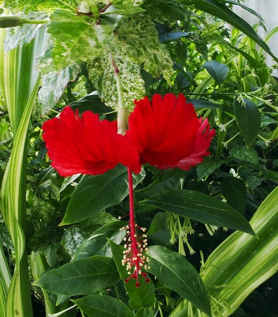 Red Hibiscus