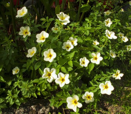 Small White Hibiscus