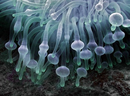 Bulb Anemone (Entacmaea quadricolor)