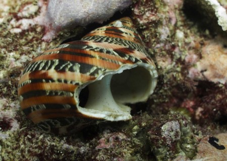Cat's Eye Turban Shell (Turbo petholatus)