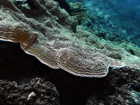Coral