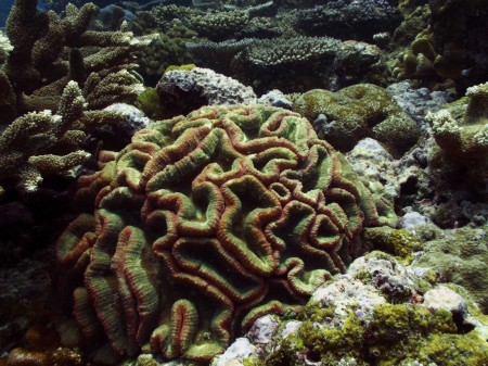 Coral