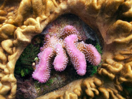 Coral Defense