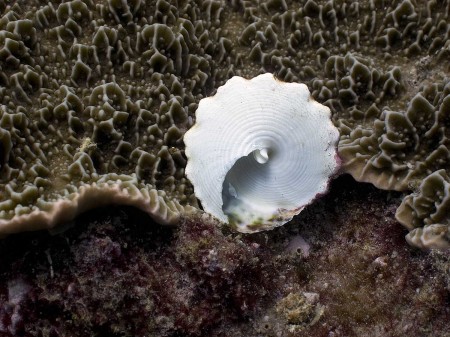 Empty shell