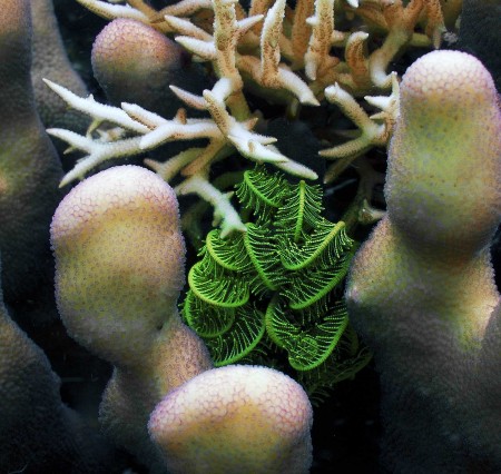 Feather Star (Comanthina schlegeli)