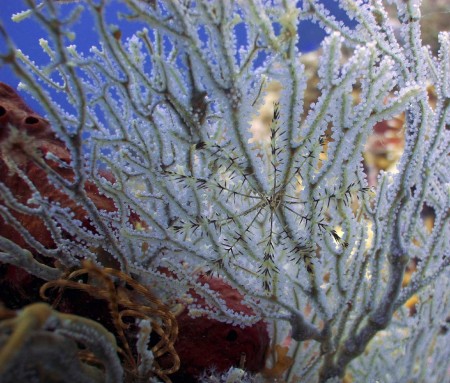 Juvenile Feather Star on Fan Coral