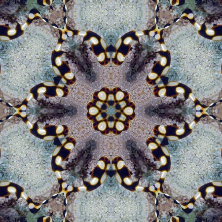 Juvenile Oriental Sweetlips through the Kaleidoscope