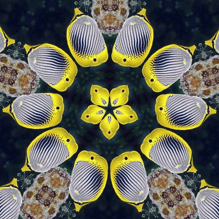 Butterflyfish through the Kaleidoscope