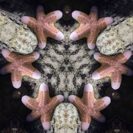 Starfish through the Kaleidoscope